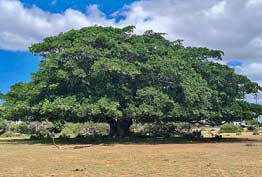 Discover the Council Tree Near Springbok Explore the Council Tree, a site of Nama heritage and legends near Springbok.